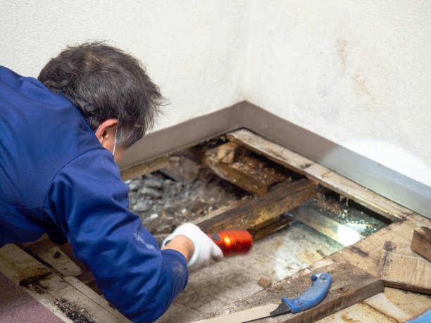 Best Professional Mold Removal  in Sapulpa, OK