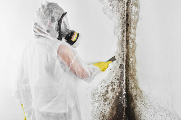 Trusted Sapulpa, OK Mold Removal Experts