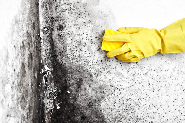 Best Commercial Mold Removal  in Sapulpa, OK
