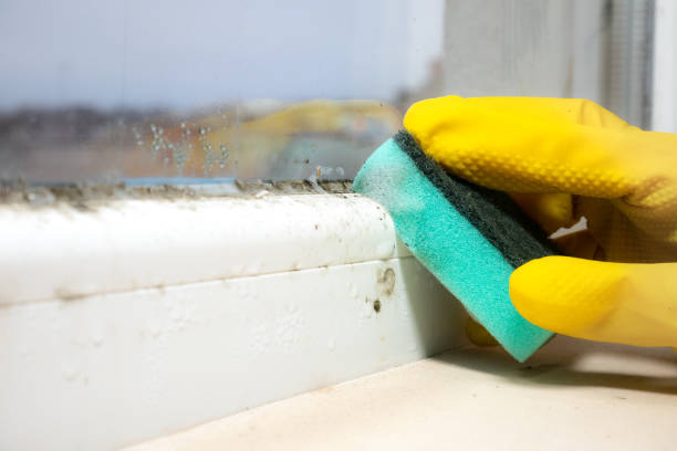 Best Best Mold Removal Companies  in Sapulpa, OK