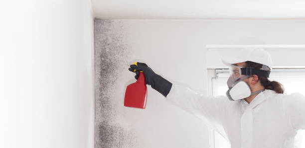Best Toxic Mold Removal  in Sapulpa, OK